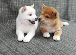 Kr�sn� �t���tka Shiba Inu