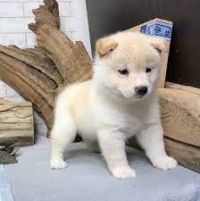 Kr�sn� �t���tka Shiba Inu