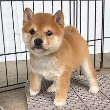 Kr�sn� �t���tka Shiba Inu