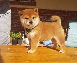 tata Shiba inu na prodej v R