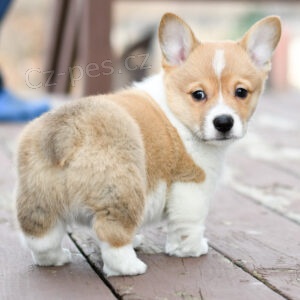 Prod�m �t�n� Pembroke Welsh Corgi