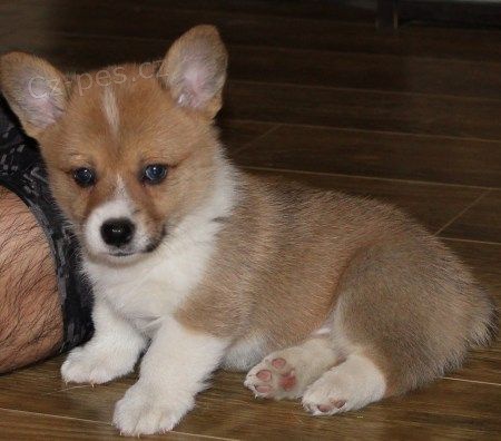 �t��ata welsh corgi pembroke na prodej pobl� m�
