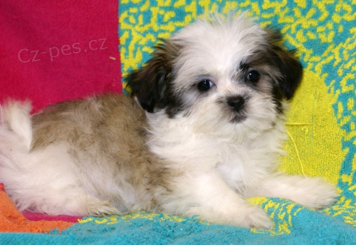 Prod�m �t��ata #Shih Tzu.