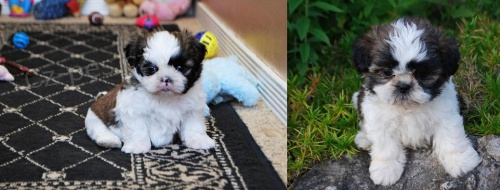 Prod�m �t��ata #Shih Tzu.