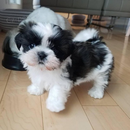 Prod�m �t��ata #Shih Tzu.
