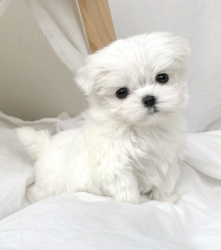 #�t��ata. #malt�zsk� �t��ata na prodej. | �t��ata malt�z�k� na prodej, �t�n� malt�z�ka, �t��ata malt�z�k� na �aj