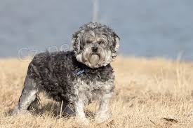 Lowchen �t��ata