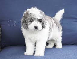 Lowchen �t��ata