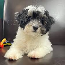 Lowchen �t��ata