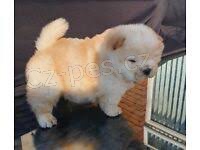 ��asn� chow chow �t��ata