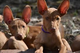 �t��ata faraonsk�ho honi�e