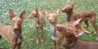 �t��ata faraonsk�ho honi�e