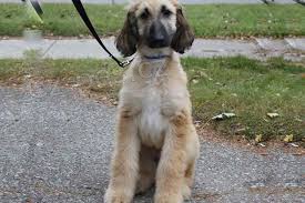 �t��ata afgh�nsk�ho honi�e