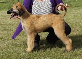 �t��ata afgh�nsk�ho honi�e