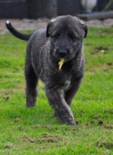 Prod�m �t��ata irsk�ho vlkodava. # �t��ata irsk�ho vlkodava na prodej  #�t��ata. #�t��ata na prodej. #chovatel #�t��ata na prodej v m�m okol�