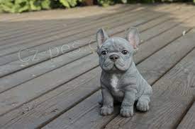 �t��ata francouzsk�ho buldo�ka