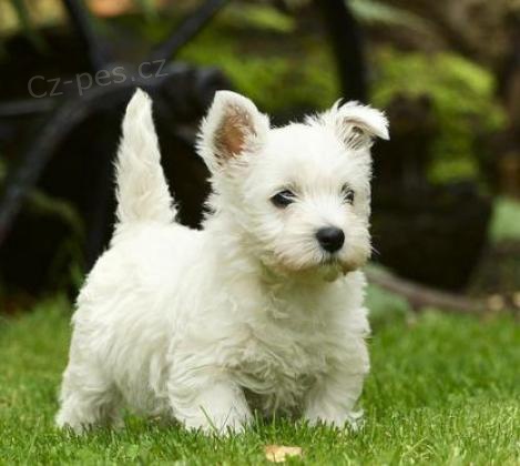 Prod�m �t��ata West Highland White Terrier pobl� m�