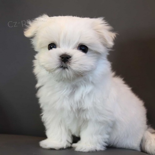 sladk� maltsk� �t���tka 