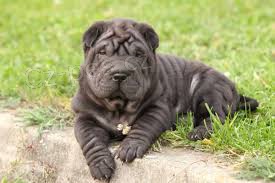 shar-pei tata k dispozici