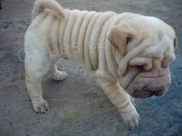shar-pei �t��ata k dispozici