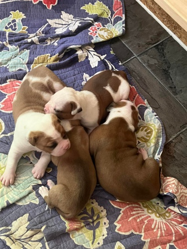 �t��ata americk�ho buldoka.