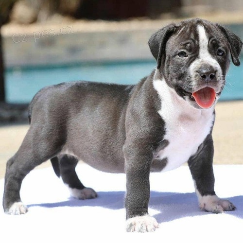 �t��ata American Bully.