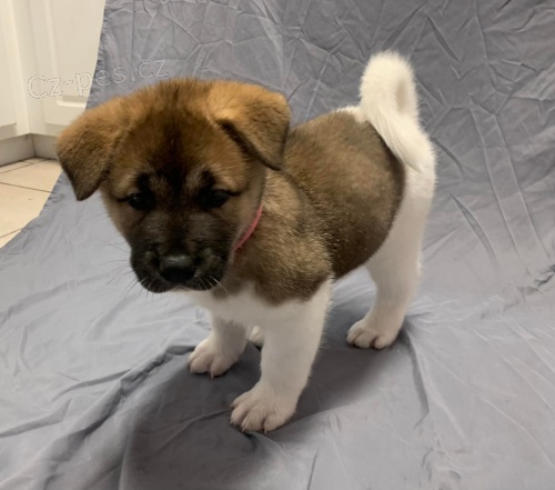 Americk� �t��ata Akita.