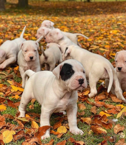 Argentinsk� �t��ata Dogo.