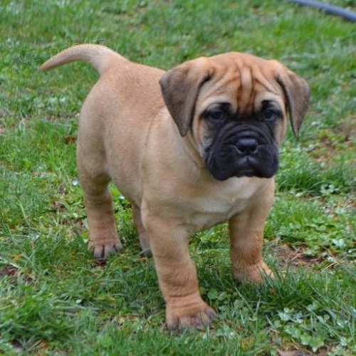 Bullmastiff �t��ata.