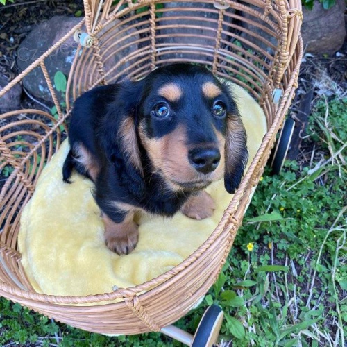 �t��ata jezev��ka.