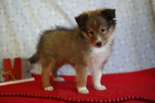 Prod�m roztomil� �t���tka �heltie