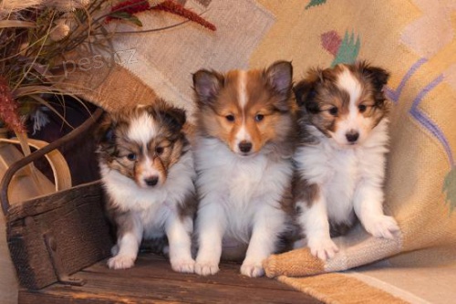 Prod�m �t��ata shetlandsk�ho ov��ka