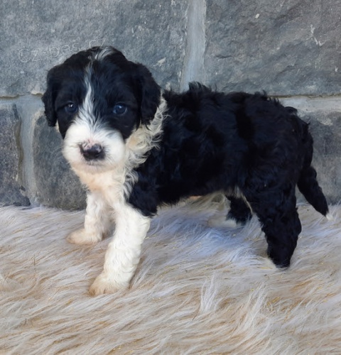 o�kovan� a od�erven� �t��ata portugalsk�ho vodn�ho psa k adopci.