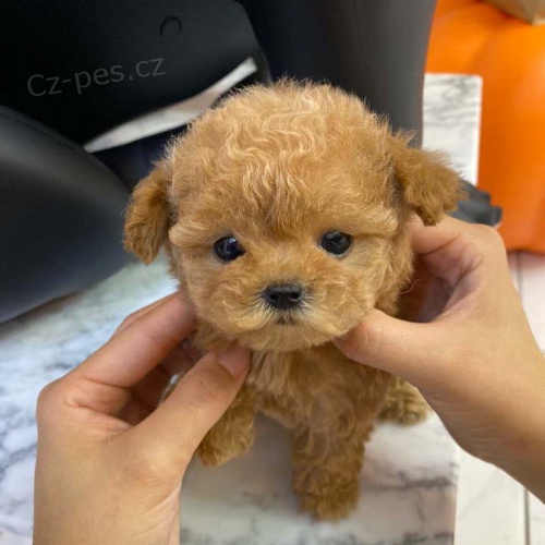 Prod�m miniaturn� �t��ata Pudla a feny.