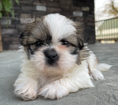Prod�m �t��ata SHIH TZU