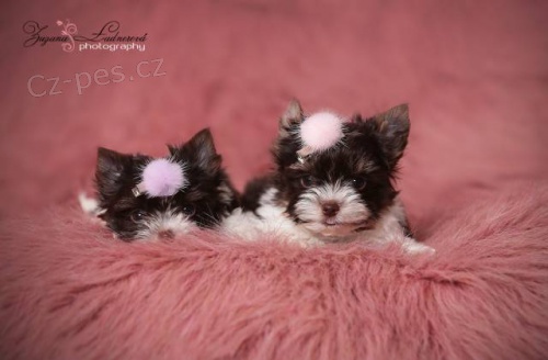 Barevn� york��rkov� s rodokmeny