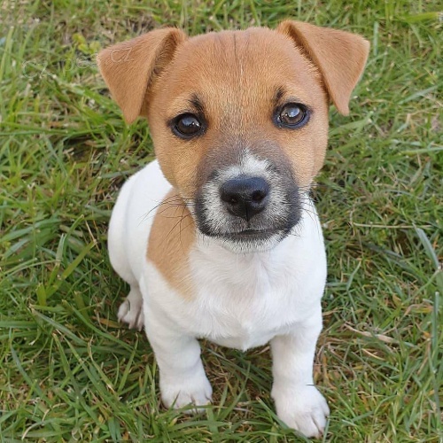 Sweet jack Russell �t��ata.