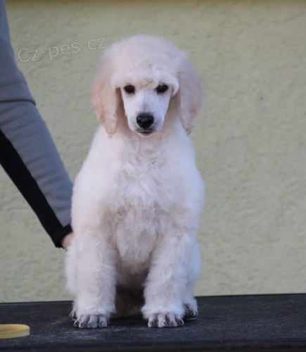 Standardn� pudl na prodej