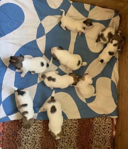 �t���tka Jack Russell teri�r s PP