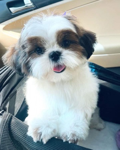 Hrav� Shih Tzu �t��ata.