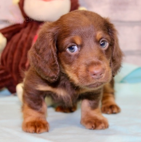 Prod�m o�kovan� a od�erven� �t��ata trpasli��ch Jezev��k�