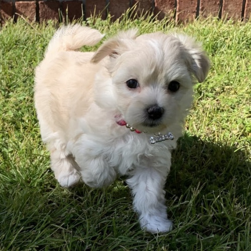 PROD�M O�KOVAN� miniaturn� �t��ata Malt�z�k�.