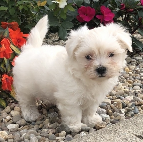 Prod�m o�kovan� a od�erven� �t��ata malt�z��k� fenky a pejska.