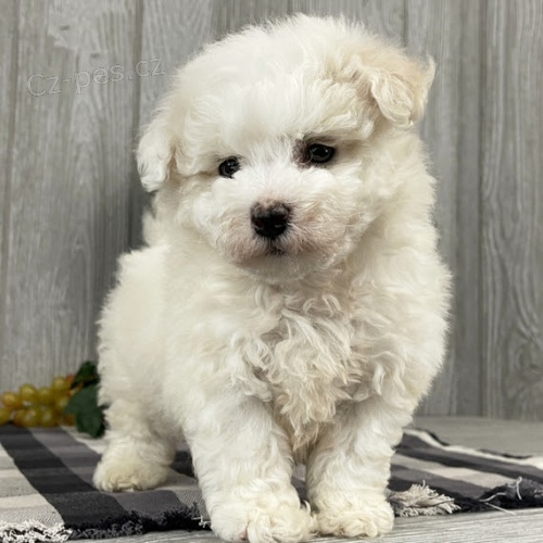 Prod�m zdrav�, o�kovan� a od�erven� �t��ata Bi�onka.