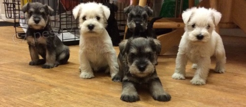 Prod�m �t��ata mal�ch kn�ra��. V�echna �t��ata jsou o�kovan� a zdrav�.