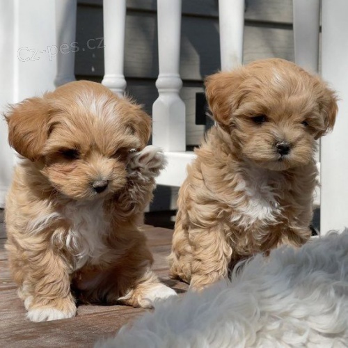 Prod�m miniaturn� �t��ata Maltipoo.