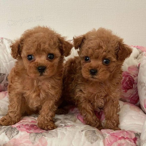 Prod�m zdrav�, o�kovan� a od�erven� �t��ata mini toy pudla.