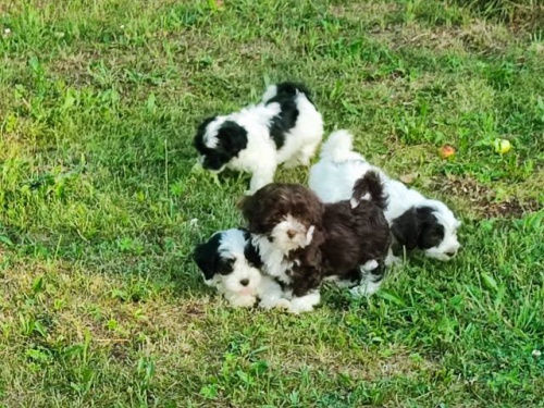 Havansk� ps�k s PP - �t���tka