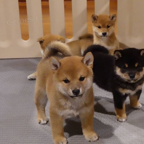 tata Shiba Inu.