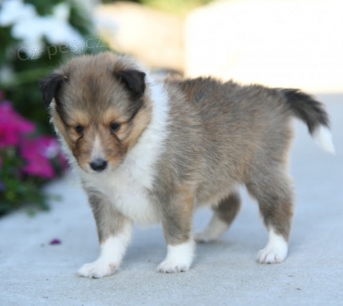 Prod�m kr�sn� o�kovan� �t��ata �heltie fenky a pejska